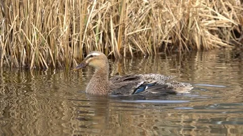 Indian Runner Duck Slowmotion 動画素材 73429433