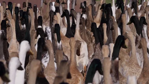 Indian Runner Ducks on a Farm Road in Stellenbosch. Stock Footage 308465253