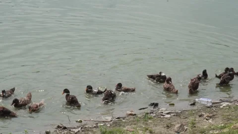 Indian runner ducks Stock-Footage 342276367