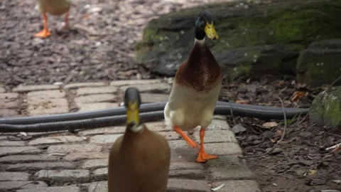 Indian runner ducks in motion Stock Footage 289673917