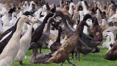 Indian Runner Ducks on the Move and at Rest. Stock Footage 308467636