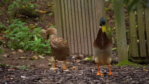  Indian Runner ducks moving around a yard Stock Footage 289670977
