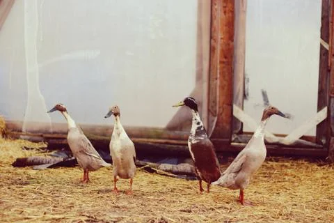 Indian runner ducks Stock Photos