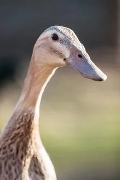 Indian runner portrait Stock Photos