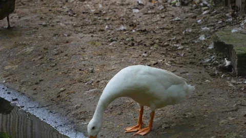 Indian running duck drinking Stock Footage 277297482