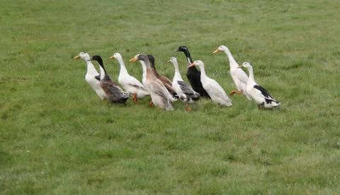 Indian Running Ducks. Stock Photos