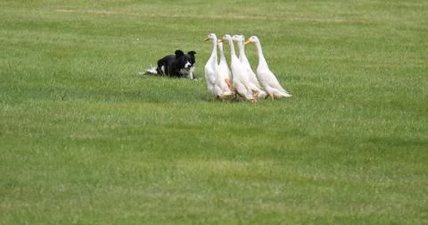 Indian Running Ducks. Stock Photos