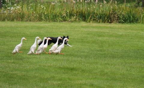 Indian Running Ducks. Stock Photos