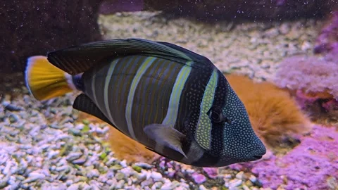 An indian sailfin fish Stock Footage 277543862