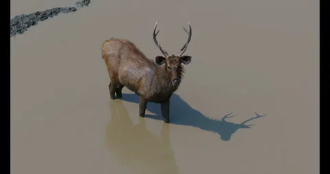 Indian Sambar Deer Stock Footage 282968914