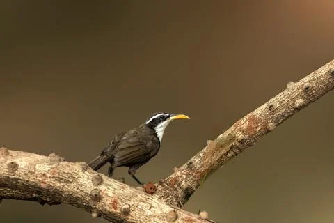 Indian-Scimitar-Babbler-in-forest Photos