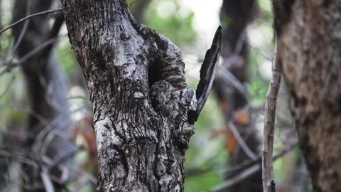 Indian scops owl completely camouflaged in Pench national park Stock Footage 337941493