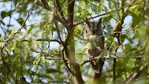 Indian scops owl in forest expresses routine nocturnal behavior Video stock 331367859