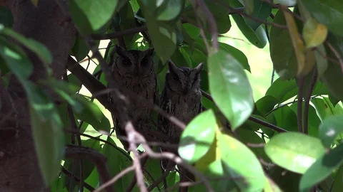 Indian Scops Owl pair roosting in tree during the day closeup Stock Footage 79297280