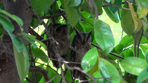 Indian Scops Owl pair roosting on branch in tree during the day close Stock Footage 79582481
