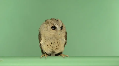 Indian scops owl perched and looking around, green key Stock Footage 30432418