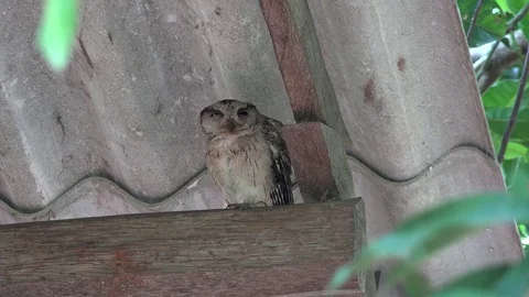 Indian Scops Owl sit under house roof breathing heavely and turn head Stock Footage 79297350
