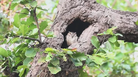 Indian scops owl taking rest in its nest in Bandhavgarh national park Stock Footage 301613529