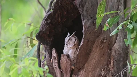 Indian scops owl in a tree hole in Ranthambore national park Stock Footage 334555290