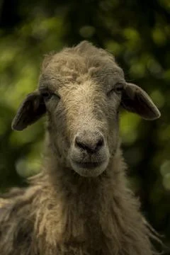 Indian sheep Stock Photos
