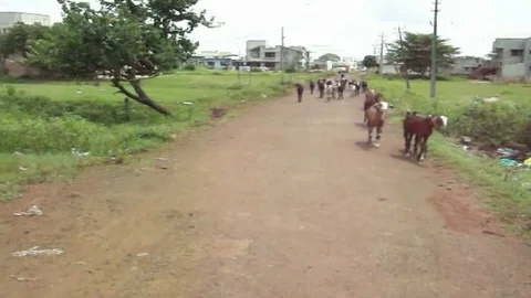 Indian Shepherd 動画素材 125073916