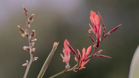 An Indian shot flower looks translucent under the light of the early sunset Stock Footage 336392867