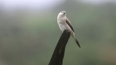 The Indian silverbill or white-throated munia (Euodice malabarica) Stock Footage