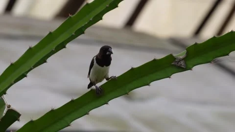 Indian Silverbill perched Stock-Footage 320016025