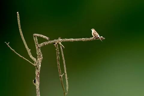 Indian Silverbill perching  in the forest Foto stock