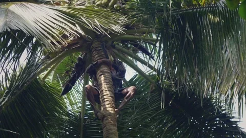 Indian skilled man climbed on a coconut tree, plucking a fresh fruits, Konkan Stock Footage 337395619
