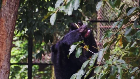Indian sloth bear casually eating in its natural habitat Stock Footage 341344693
