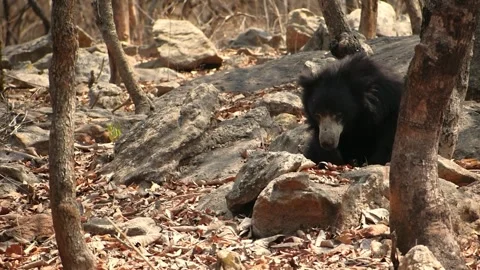 Indian sloth bear in the forest, closeup shot. Stock Footage 341347640