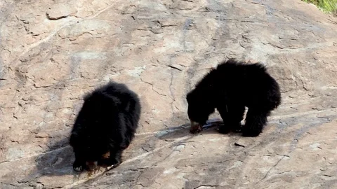 Indian sloth bear or Melursus ursinus seen in Daroji Sloth Bear Sanctuary Vidéo 264139018