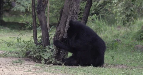 Indian Sloth Bear scratching it's head sitting next to a tree, Hampi, Stock Footage 97678320