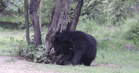 Indian Sloth Bear scratching it's head sitting next to a tree and then Stock Footage 97678330