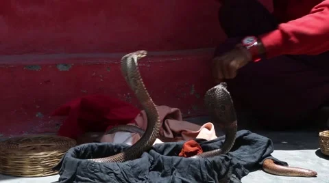 Indian Snake Charmer 3.mp4 Video stock 42968607