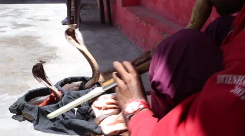 Indian Snake Charmer 4.mp4 Video stock 42968602