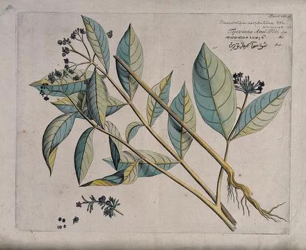 Indian Snakeroot or Java Devilpepper (Rauvolfia serpentina (L.) Kurz): flow.. Illustration
