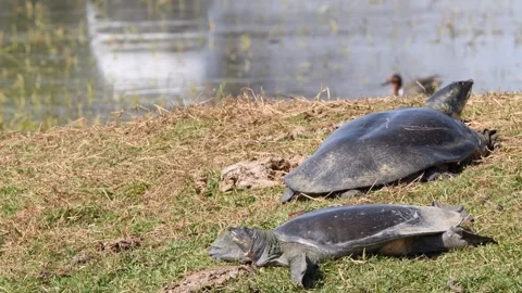Indian softshell turtle or Ganges softshell turtle or Nilssonia gangetica pair Stock Footage 325715357
