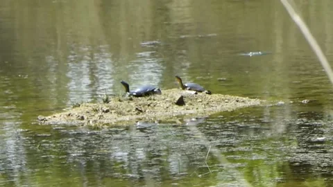 Indian Softshell Turtles Stock Footage 208386241