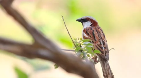 Indian sparrow Foto stock