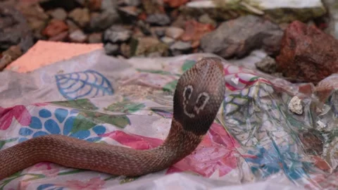 Indian Spectacled Cobra Stock Footage 319935336
