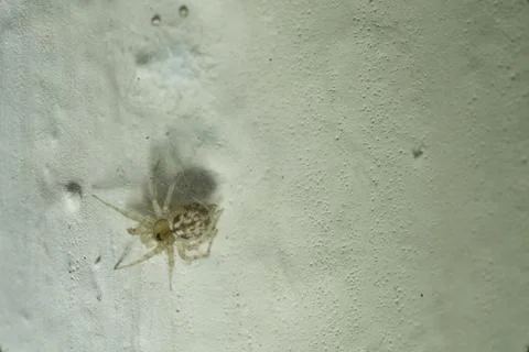 Indian Spider Photos