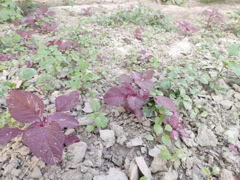 Indian Spinach. Stock Photos