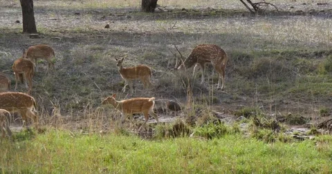 Indian Spotted Deer grazing Stock Footage 60589028