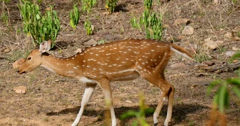 Indian Spotted Deer walking Stock Footage 60588980