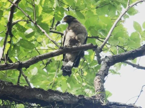 Indian spotted eagle at rest Stock Photos