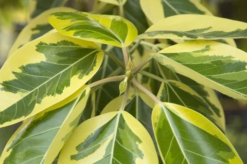 Indian spotted rubber tree is a tree with beautiful yellow and green leaves.. 库存照片