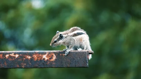 Indian Squirrel in Action  High Quality Wildlife Footage with Creative Colo.. Stock Footage 318617728