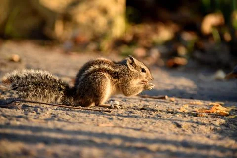 Indian squirrel Stock Photos